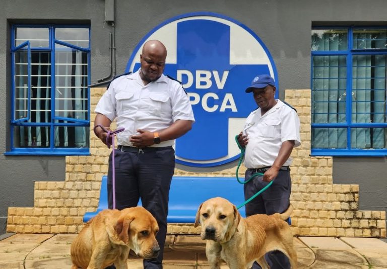 Tshwane SPCA regains independence after controversial NSPCA takeover battle