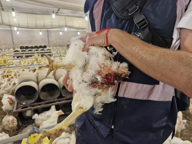 High Court orders humane treatment of chickens after National SPCA intervention