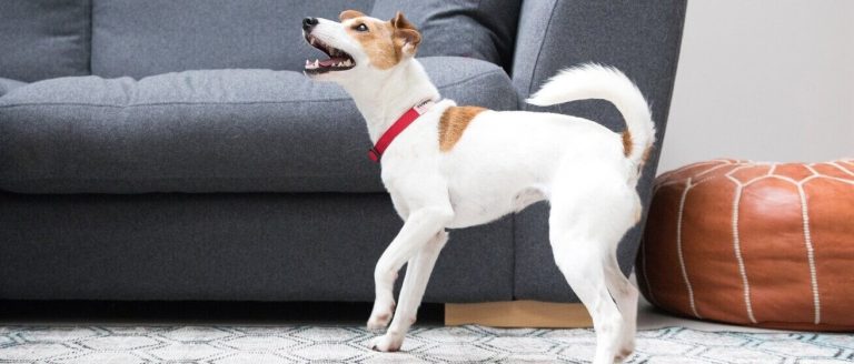 When a barking dog becomes a legal nuisance: Ruling offers guidance in neighbour dispute