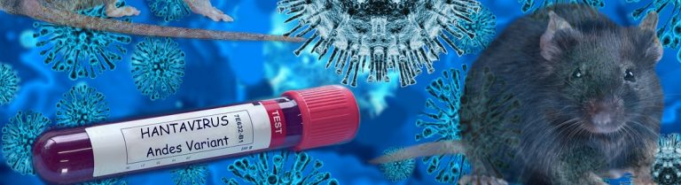 Hantavirus risk remains low in South Africa despite global concern over the Andes variant