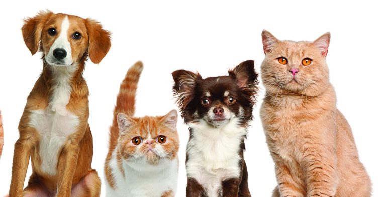 Divorce disputes over beloved pets increasingly feature in family law matters, warns expert