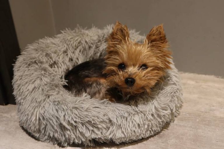 Teacup drama fizzles as Yorkie breeder cleared of misleading claims