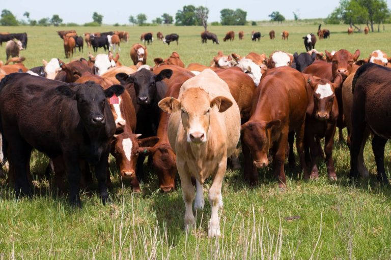 Inherited properties reshape divorce claim involving 10 cows, 64 goats and chickens Cattle and goats representing livestock at the centre of a divorce dispute involving inherited properties and a joint estate.