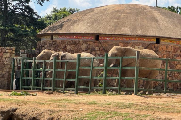 Judge rejects bid to move three elephants from Johannesburg Zoo to a sanctuary Lammie, Mopane and Ramadiba at Johannesburg Zoo.